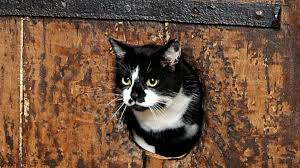 At Exeter Cathedral, Felines Have Feasted For Centuries Thanks To World’s Oldest Cat&nbsp;Door