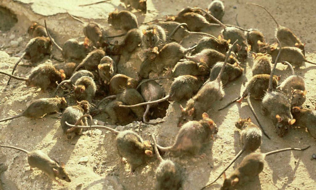 mouseplagueaustralia