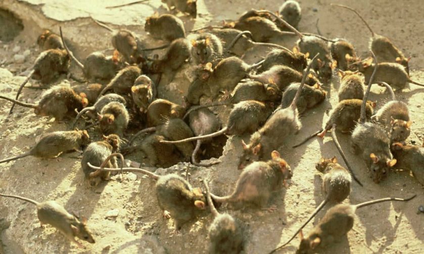 mouseplagueaustralia