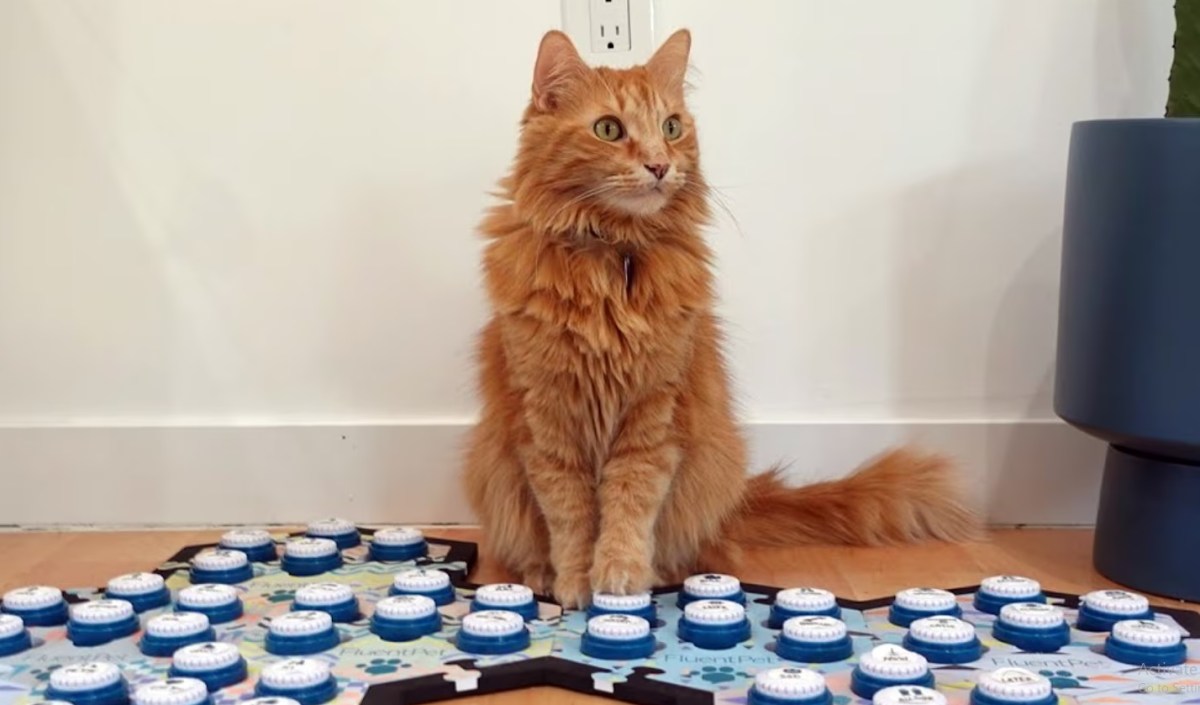 The Latest Influencer Trend Puts Unfair Expectations On&nbsp;Felines