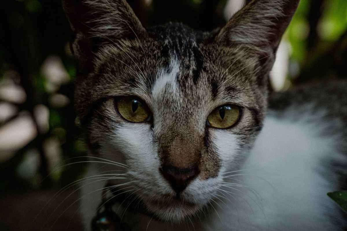 Australia ‘Declares War’ On Cats, Plans To Eradicate Ferals And&nbsp;Strays