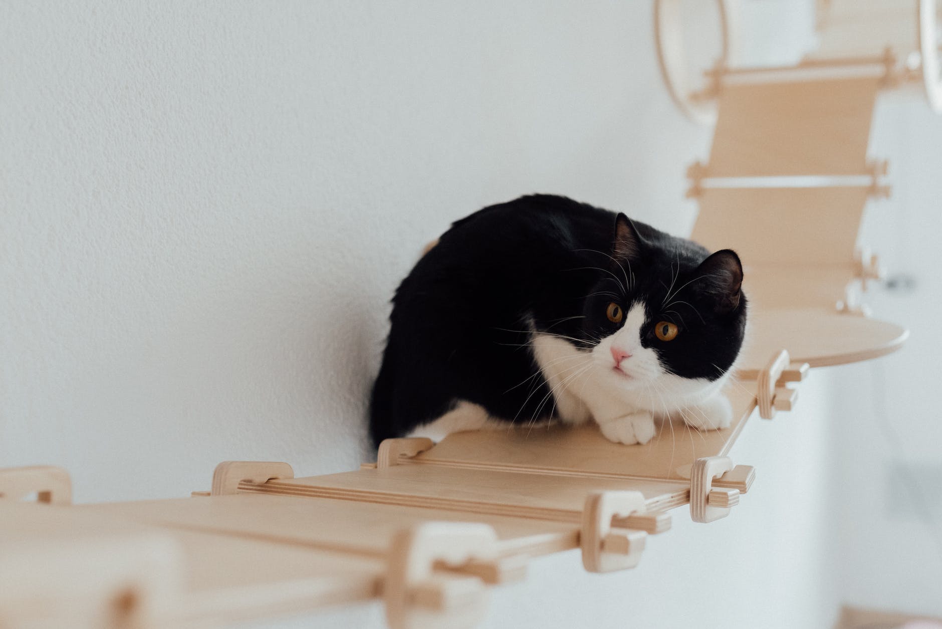 a tuxedo cat on a hanging wooden bridge