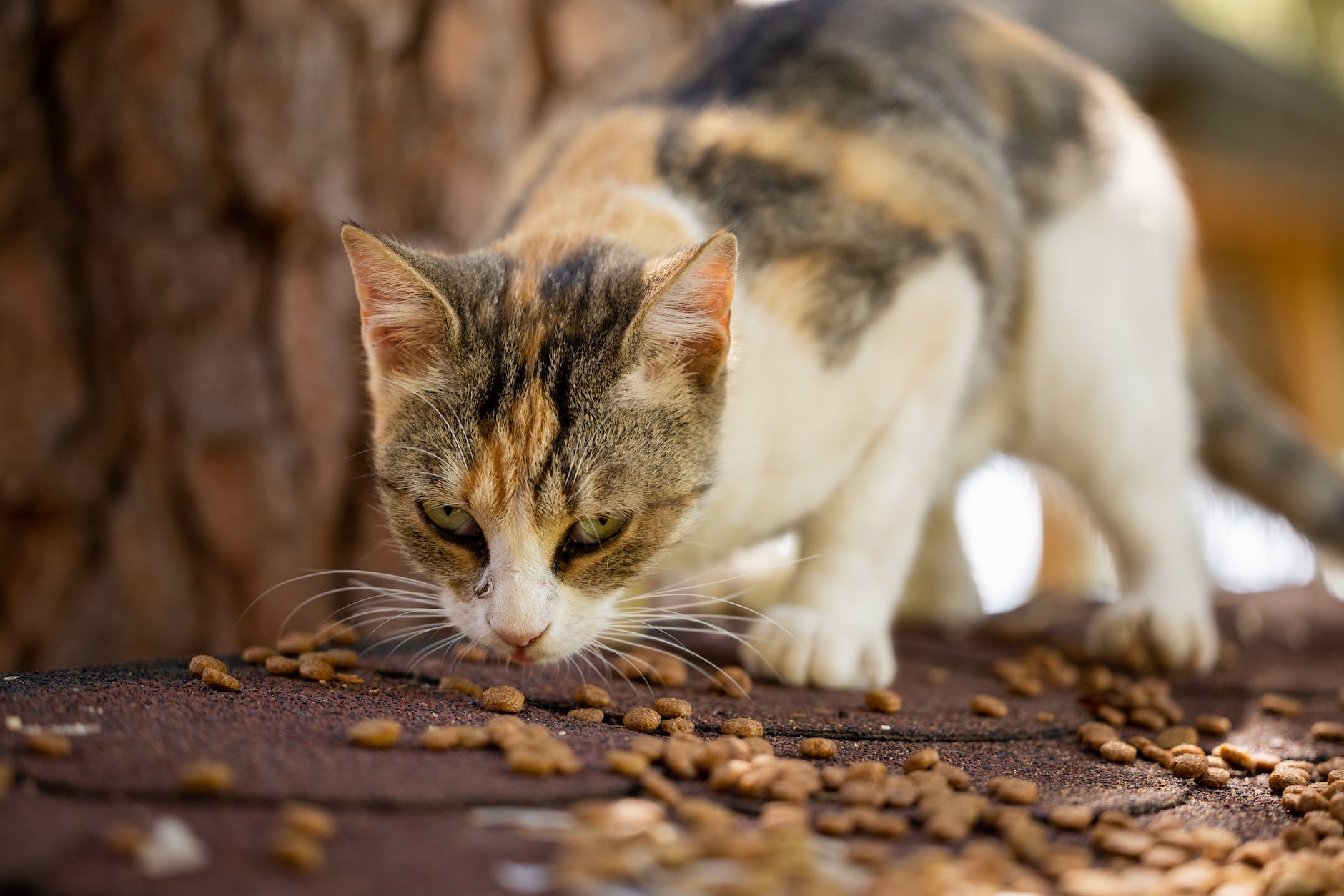 a close up shot of a cat eating