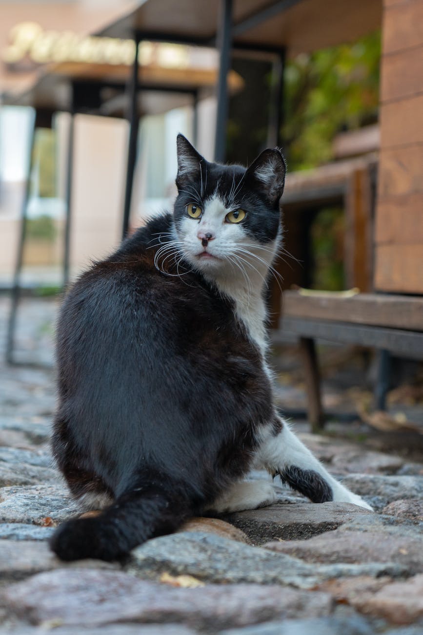 tuxedo cat sitting on ground