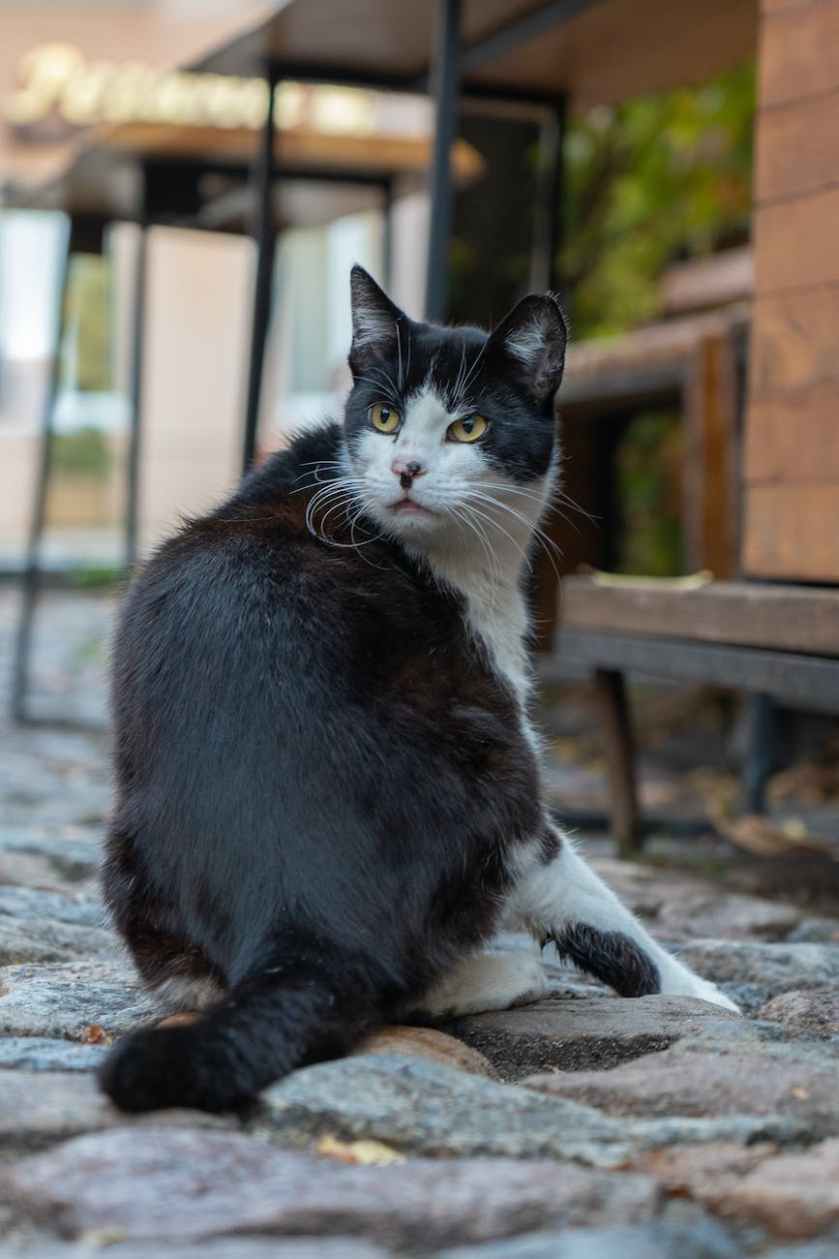tuxedo cat sitting on ground