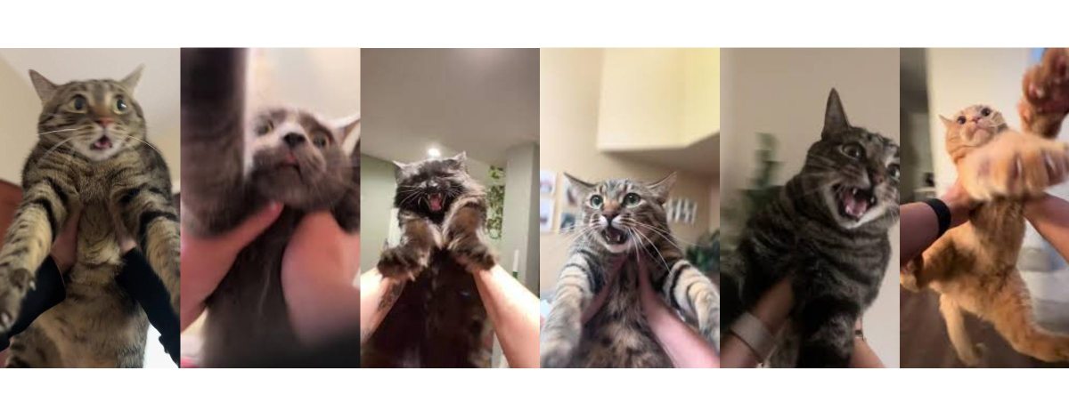 Newest TikTok Trend Has People Terrorizing Their Cats To Taylor Swift&nbsp;Songs