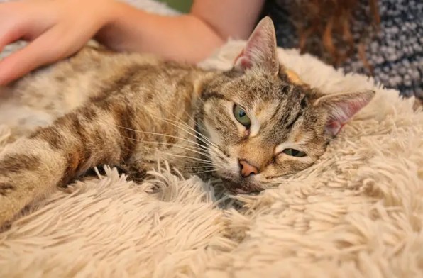 Bella the Loud Purr Cat