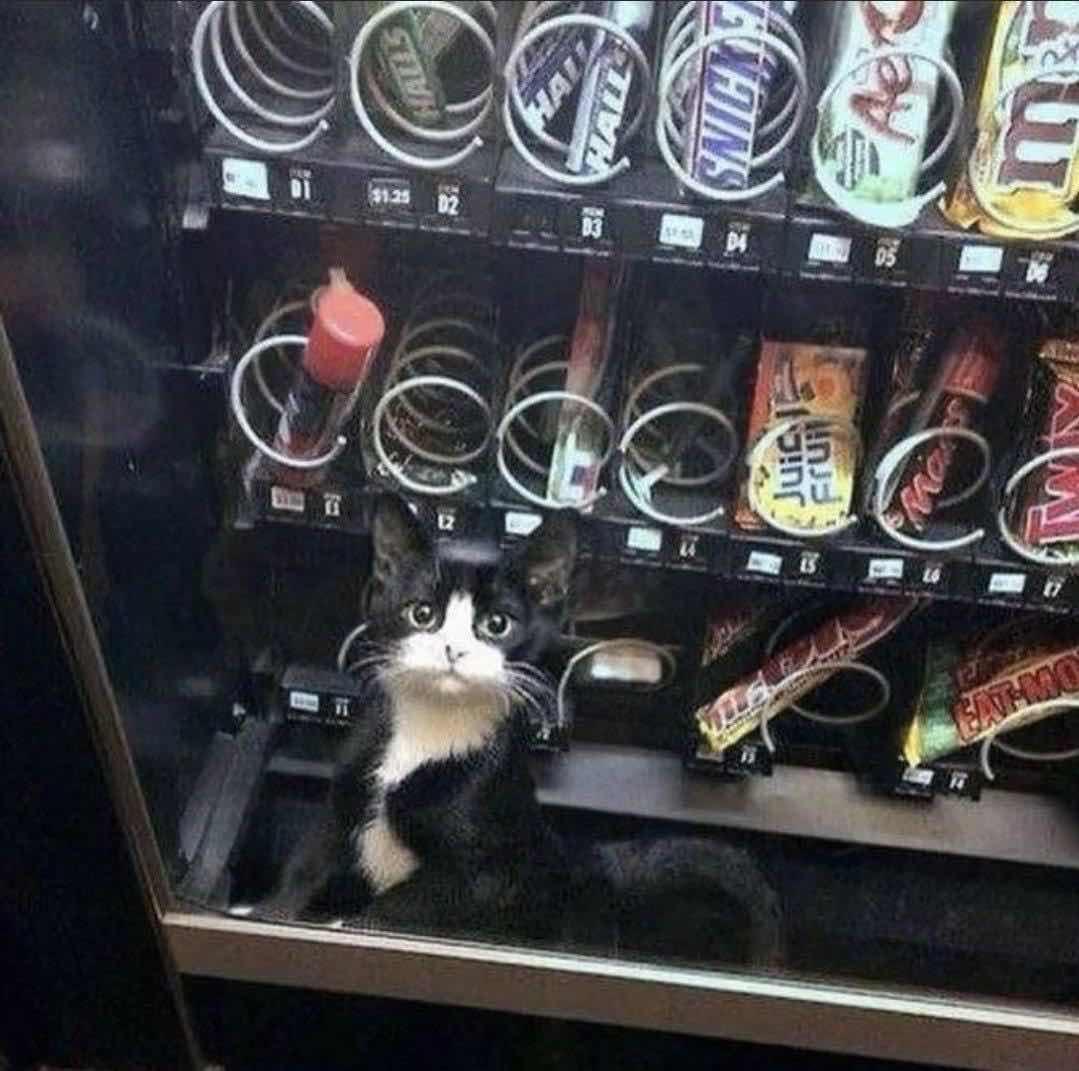 Cat in a vending machine