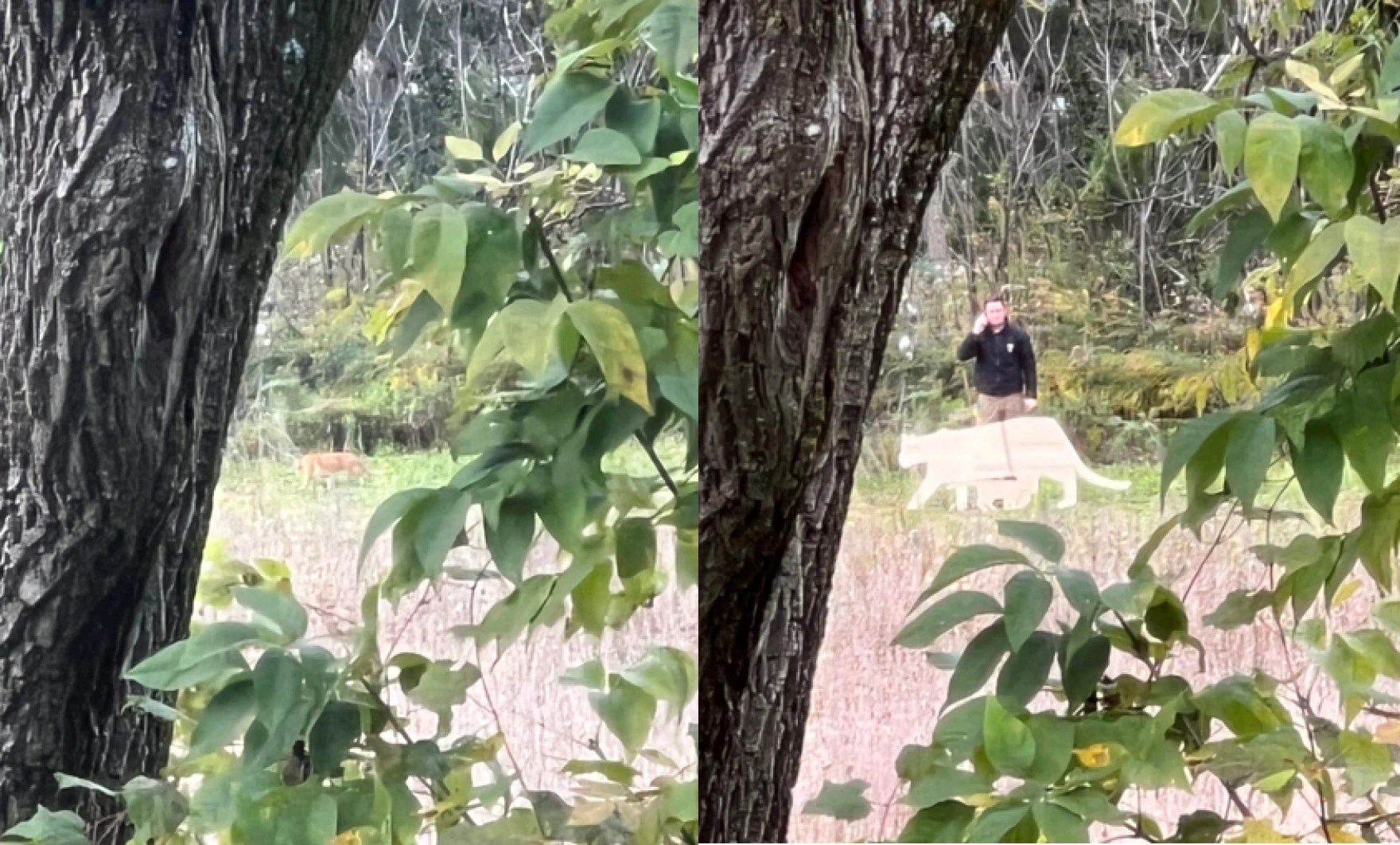 House Cat Or Mountain Lion?