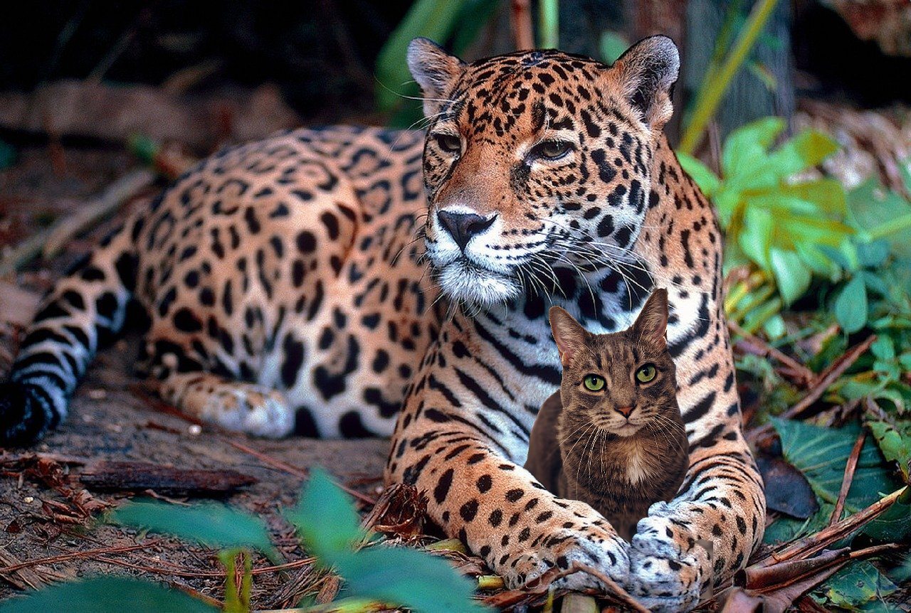 jaguarbuddies