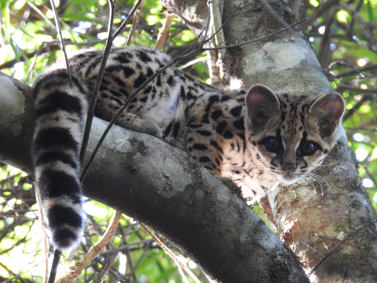 Feds Nab Couple Selling Jaguar, Margay, PLUS: Cat Wins ‘Hambone’ Award For Derpy&nbsp;Accident