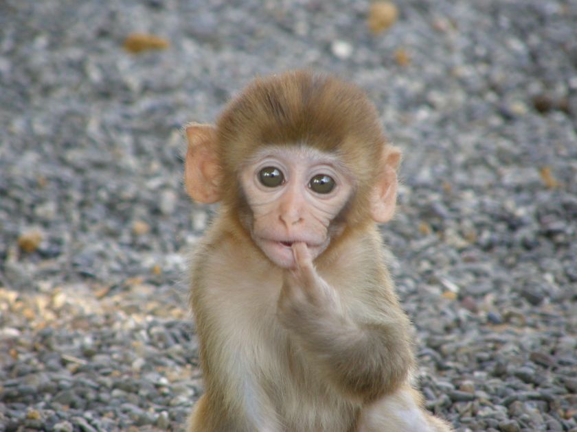 babyrhesusmonkey