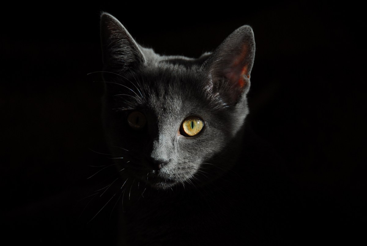 WaPo’s Guide To Taking Better Photos Of Your Cat, PLUS: Snopes Weighs In On Cats And Bubonic&nbsp;Plague
