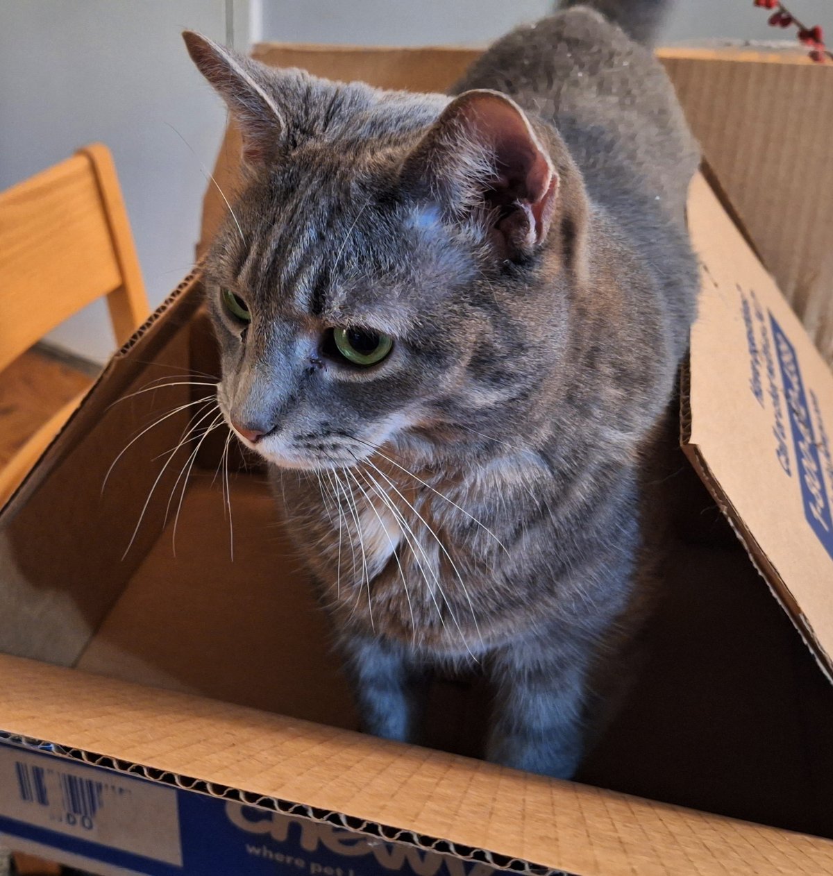 10 Ways To Celebrate International Cat Day, According To Buddy The&nbsp;Cat