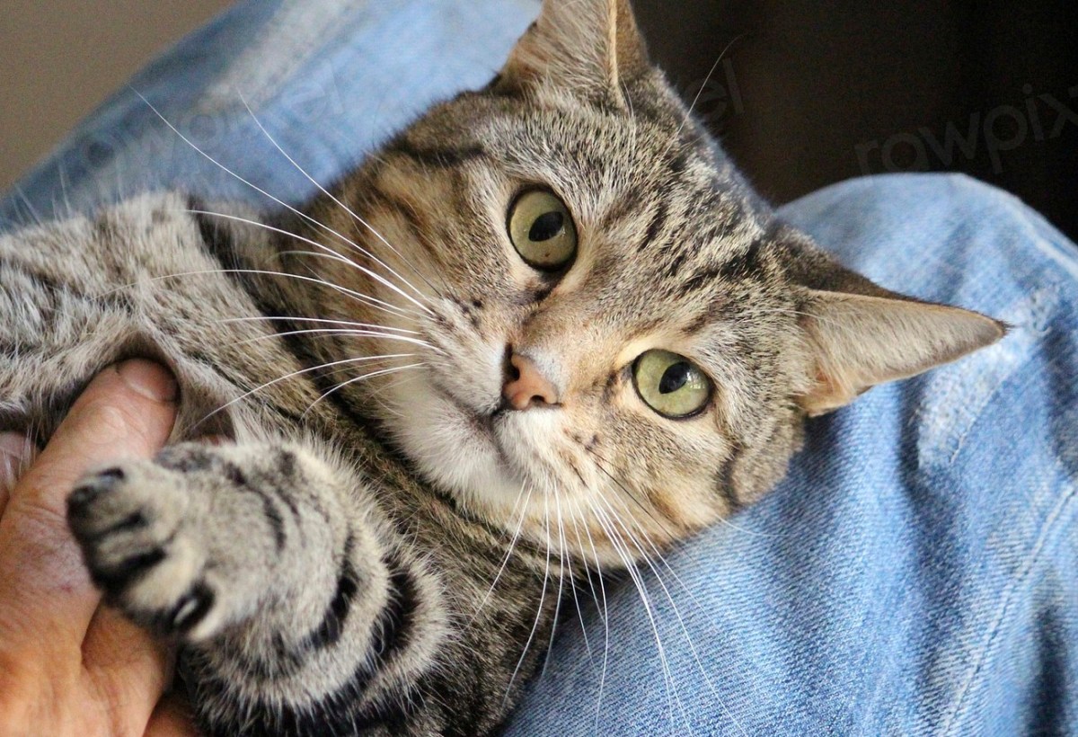 These People Surrendered Their Healthy Cats For Ridiculous&nbsp;Reasons