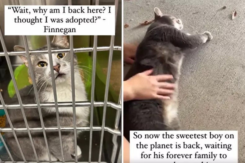 Finnegan the cat
