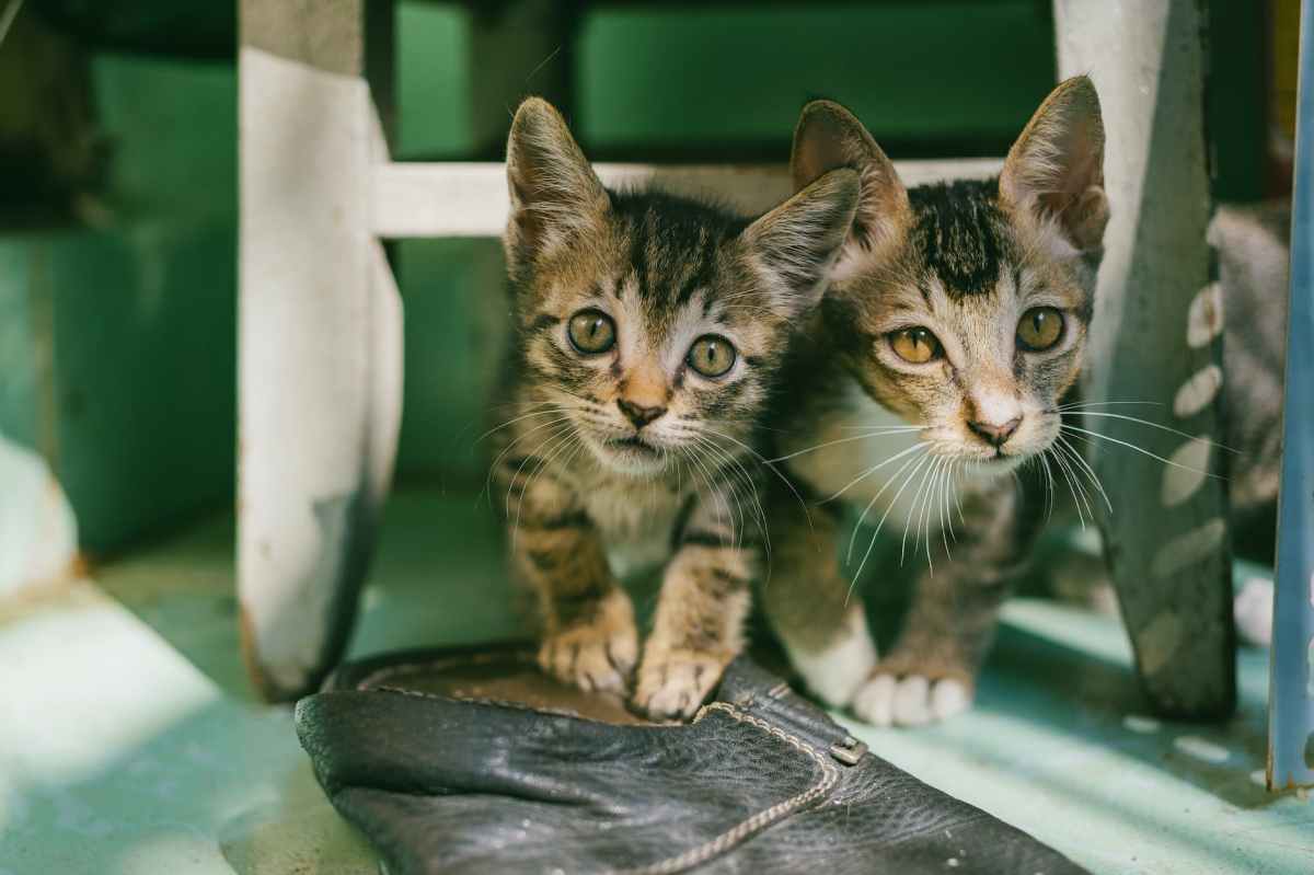 Athens Gets Its First Cat&nbsp;Cafe