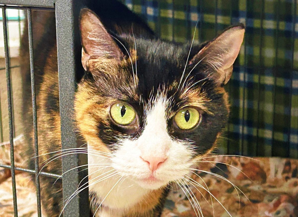 Adoption Ad Warns Cat Will ‘Own You, Your House, Everything You Hold&nbsp;Dear’