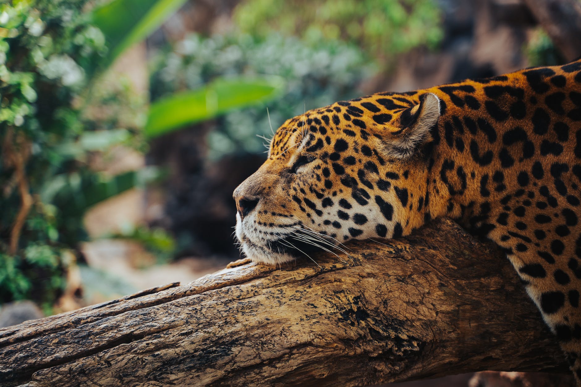 jaguar lying on tree log