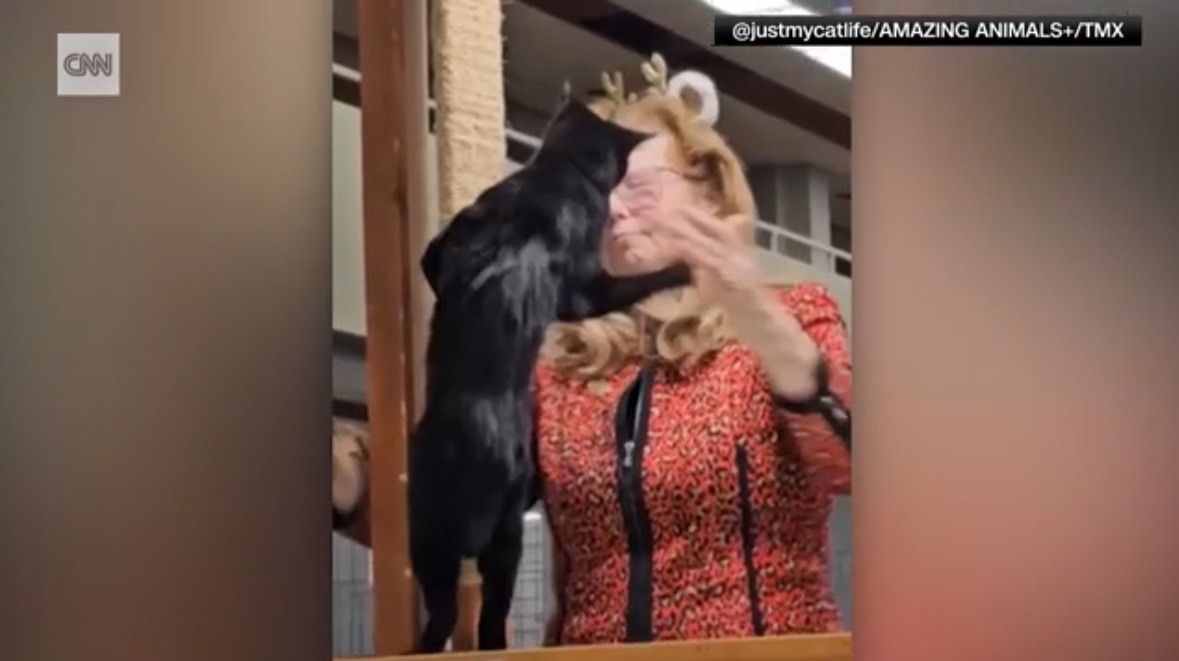 Cat Shows Are Ridiculous, And So Is Cat&nbsp;Fancy