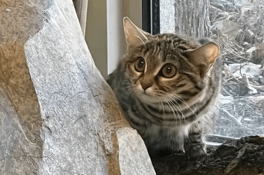 Gaia the black-footed kitten