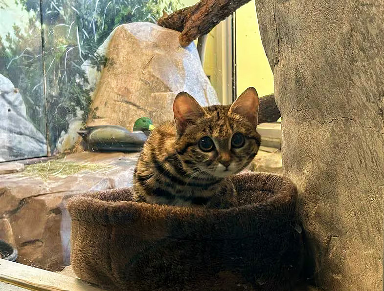 What It’s Like To Care For World’s Oldest Cat, Plus: Utah Zoo’s New Kitten Is Cute But&nbsp;Deadly!