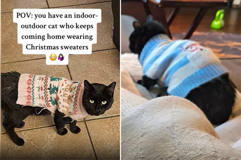 Family’s Cat Keeps Coming Home Wearing New&nbsp;Sweaters