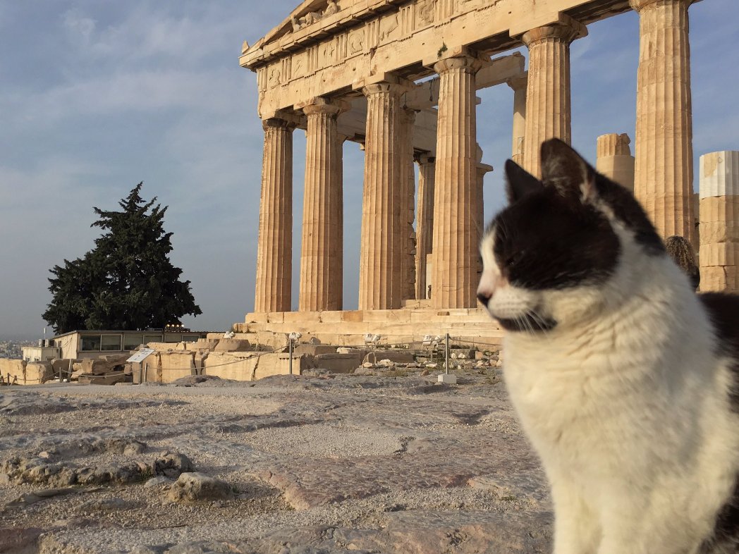 Woman Loved Stray She Met On Vacation So Much, She Spent $1k To Transport And Adopt&nbsp;Her