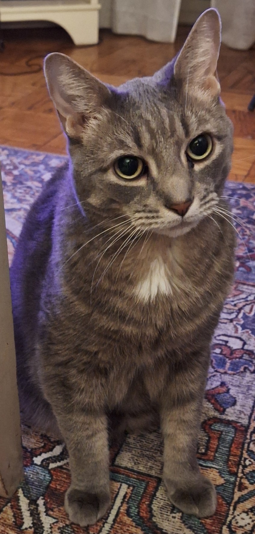 Photo inspiration: Is That A Cat Or A Seal Photo Inspiration