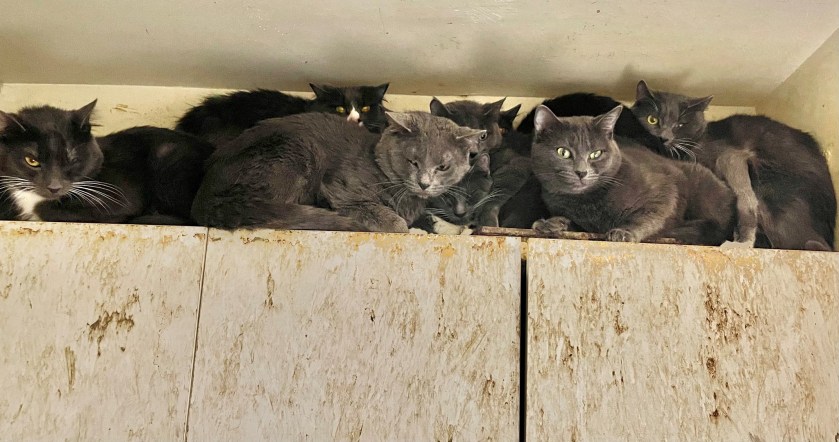 White Plains cat hoarding case