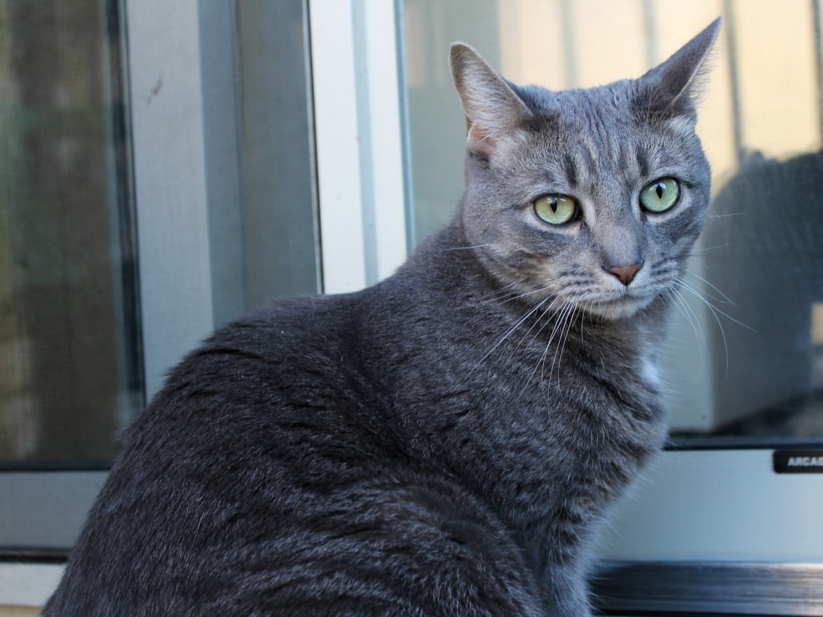 ‘The Most Unaffectionate Cat In The&nbsp;World’?!