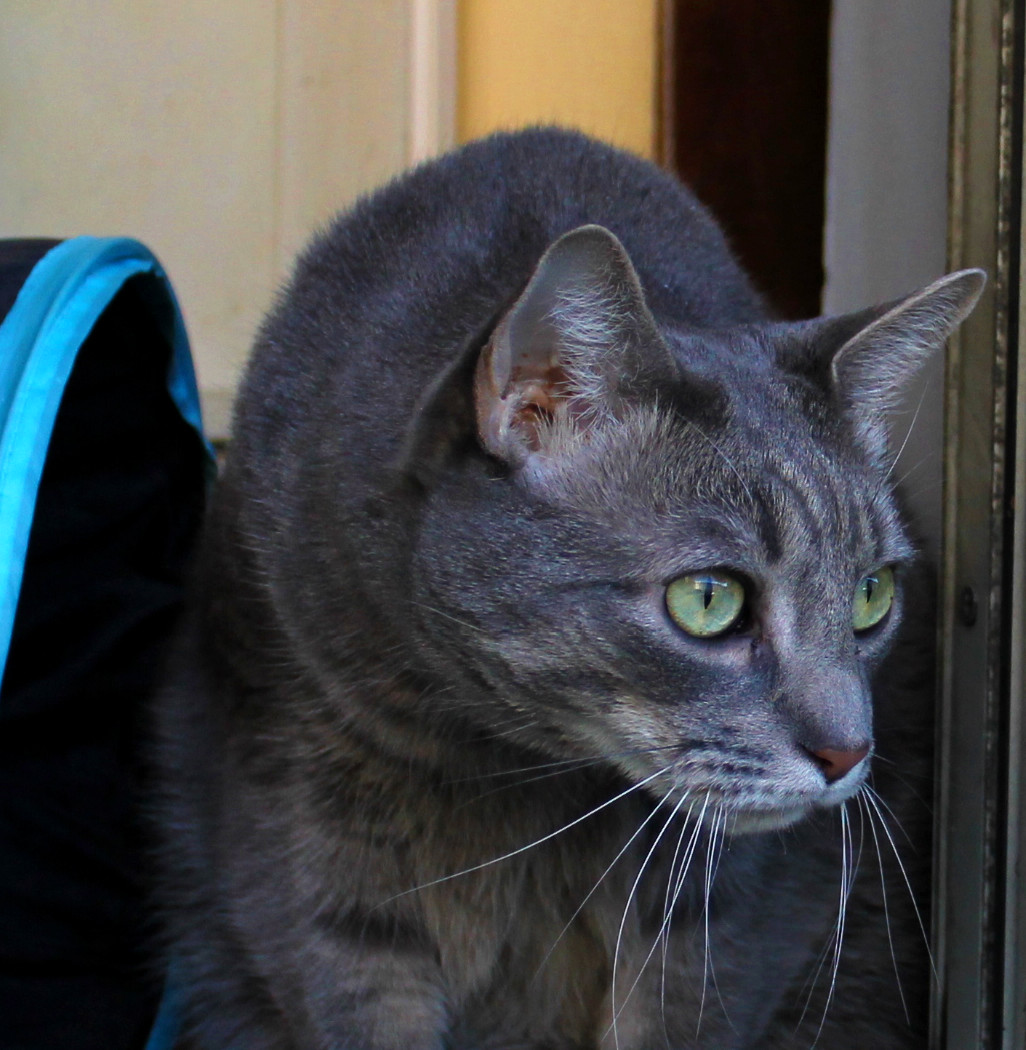 Buddy and his tunnel