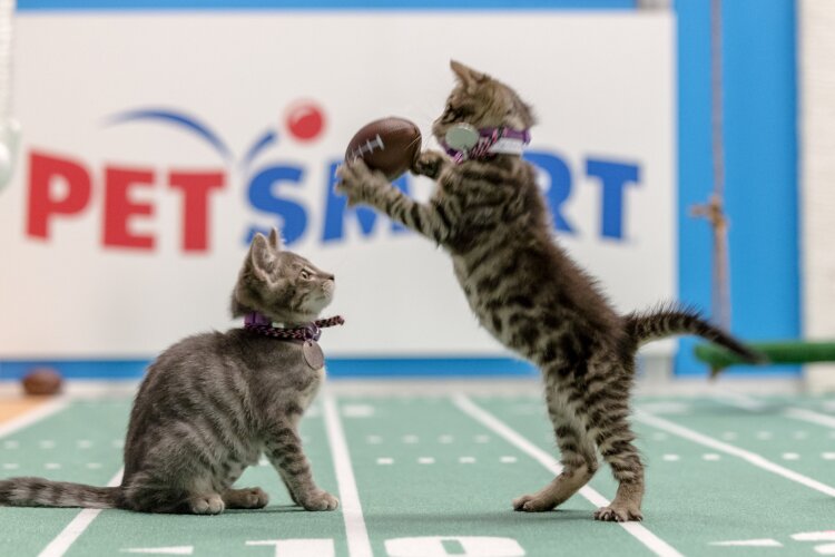 Kitten Bowl