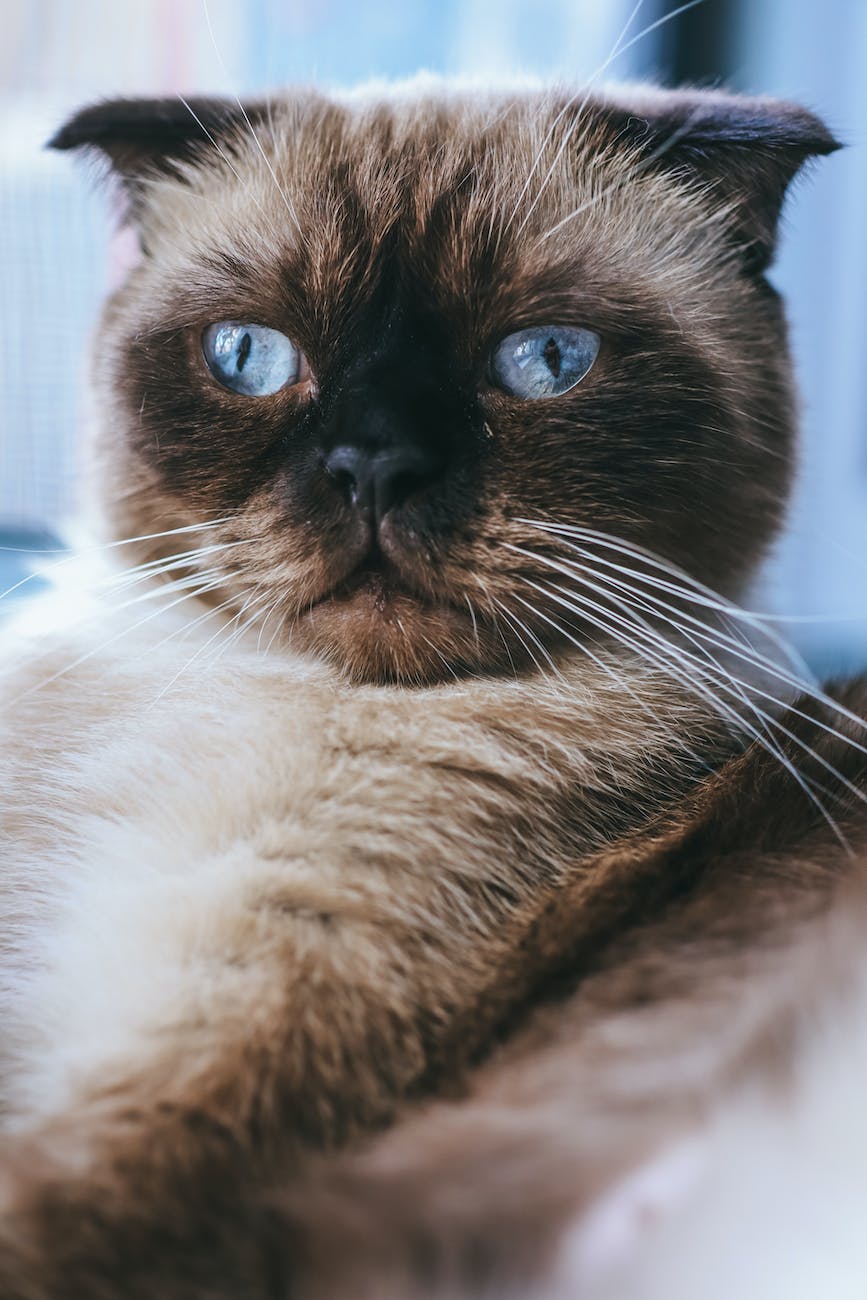 cute cat with blue eyes
