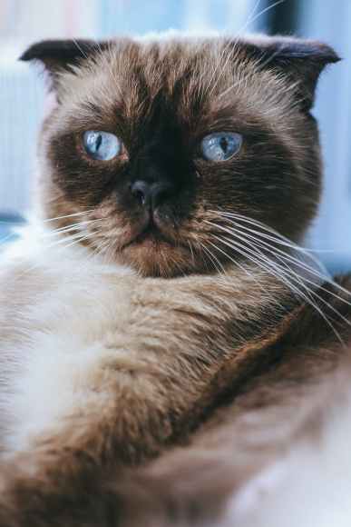 cute cat with blue eyes