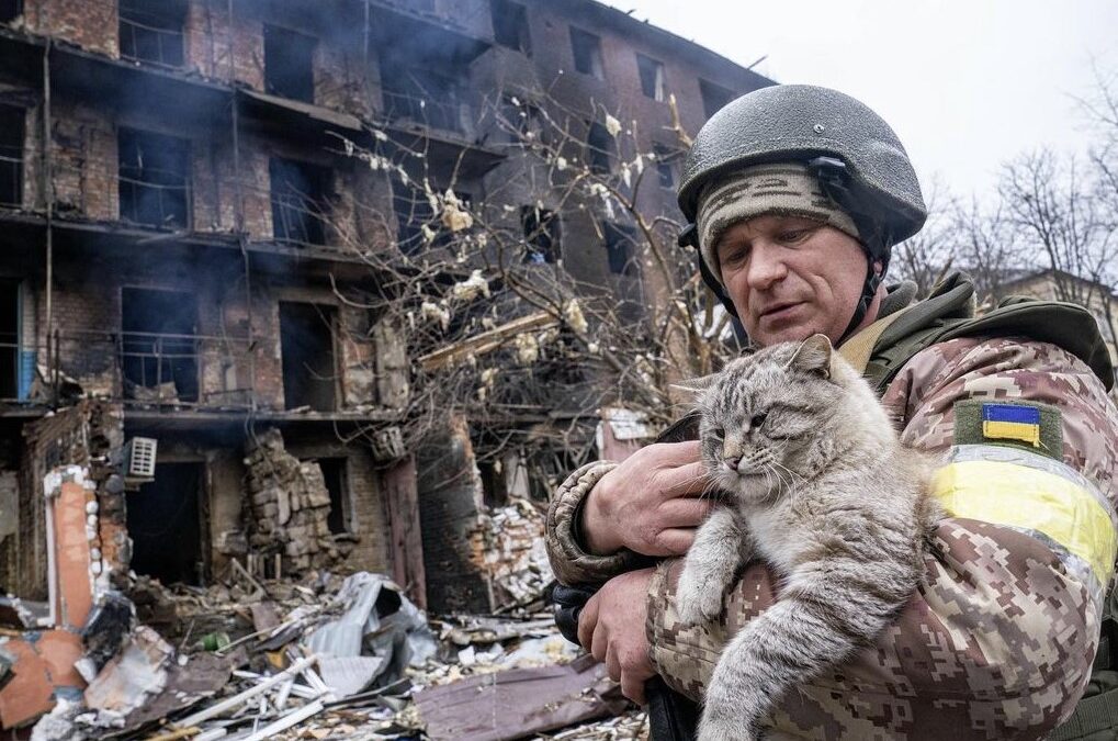 Cats Are Fighting The Ukraine War On The Propaganda Front — And From The&nbsp;Trenches