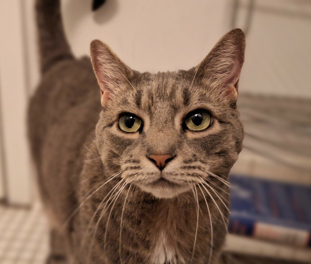 Happy Easter From The Easter&nbsp;Buddy!