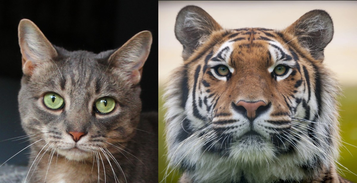 Which Animal Would You Compare Yourself To And&nbsp;Why?