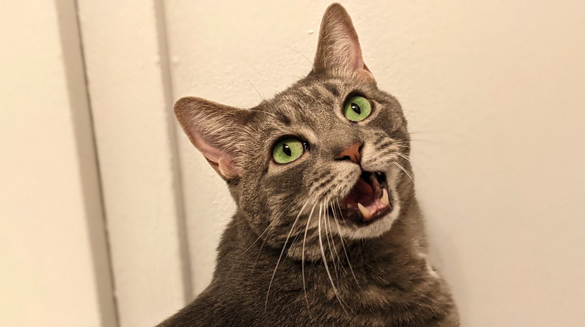 How Do You Keep Your Cat Interested In Play&nbsp;Time?