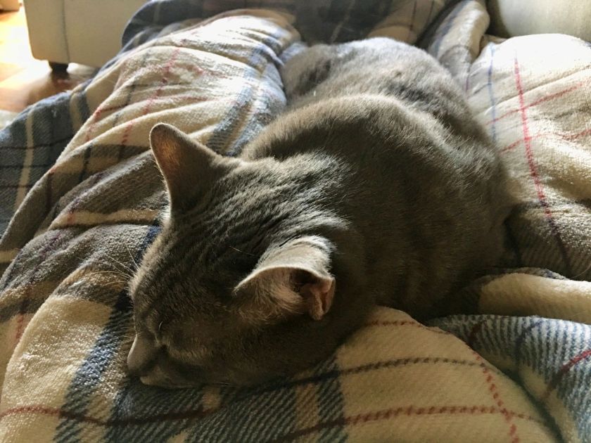 A gray cat sleeping comfortably on a plaid blanket.