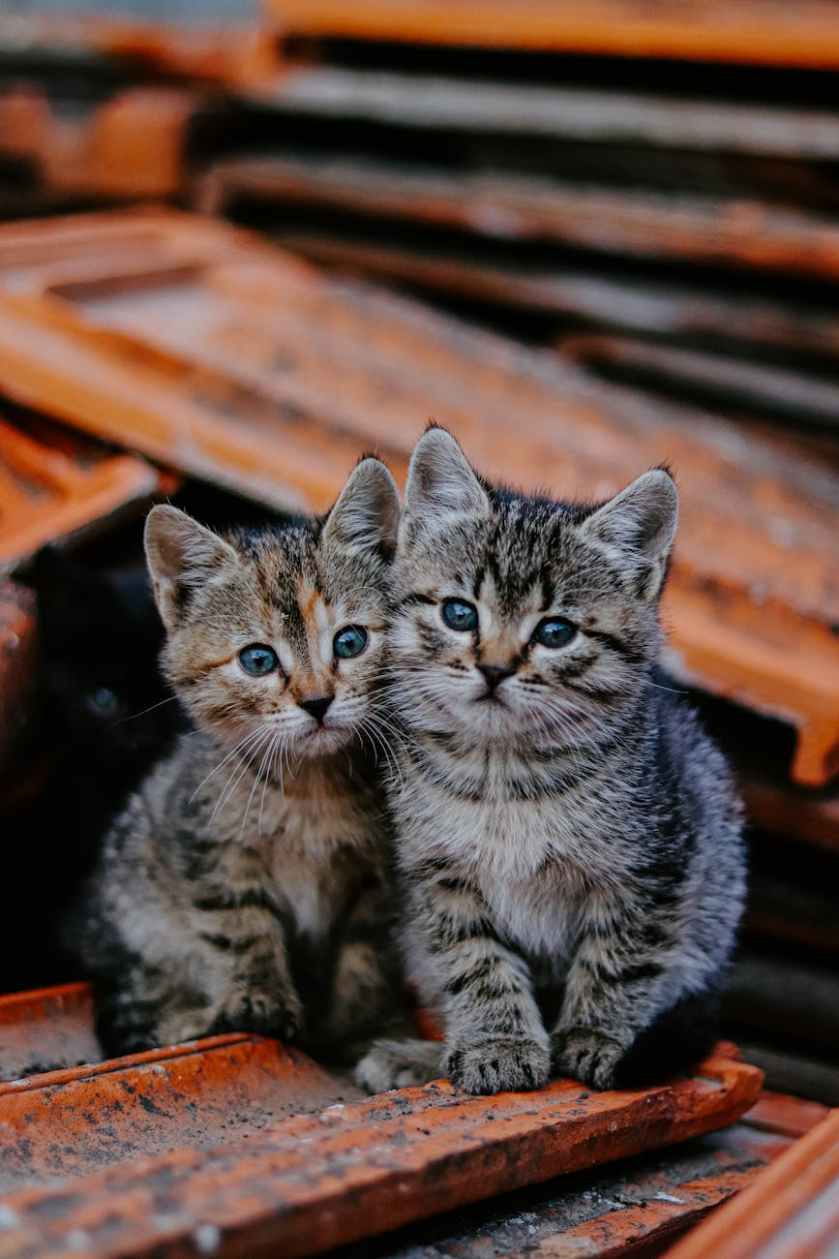 adorable tabby kittens