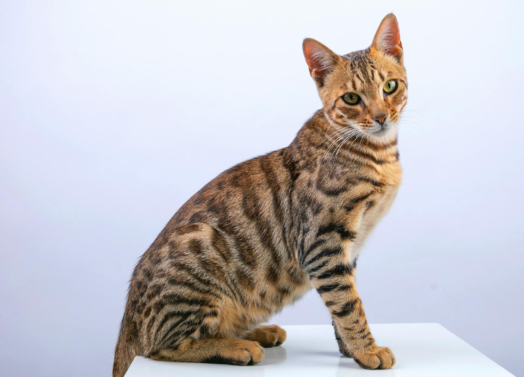 bengal cat on white background