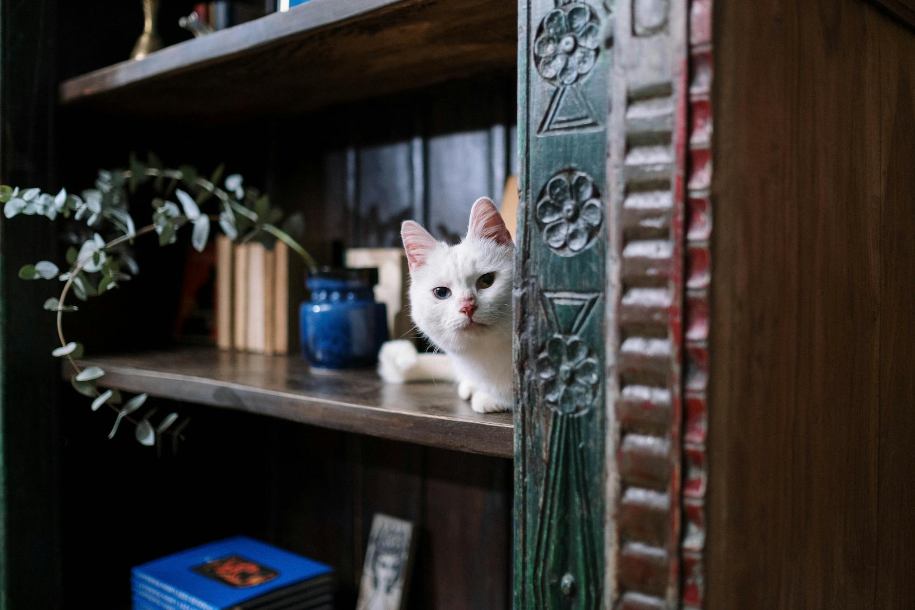 white cat on brown wooden shelf