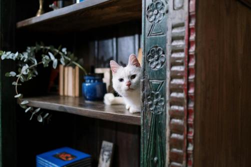 white cat on brown wooden shelf