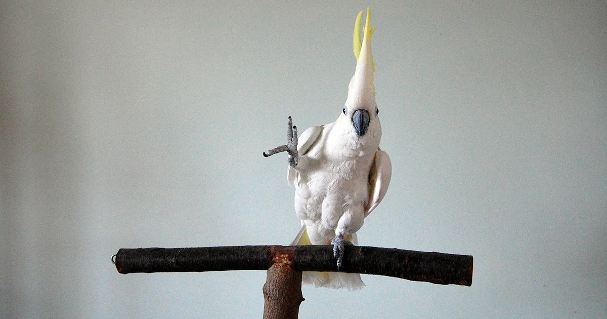 Snowball the dancing parrot