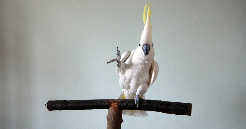 Snowball the dancing parrot