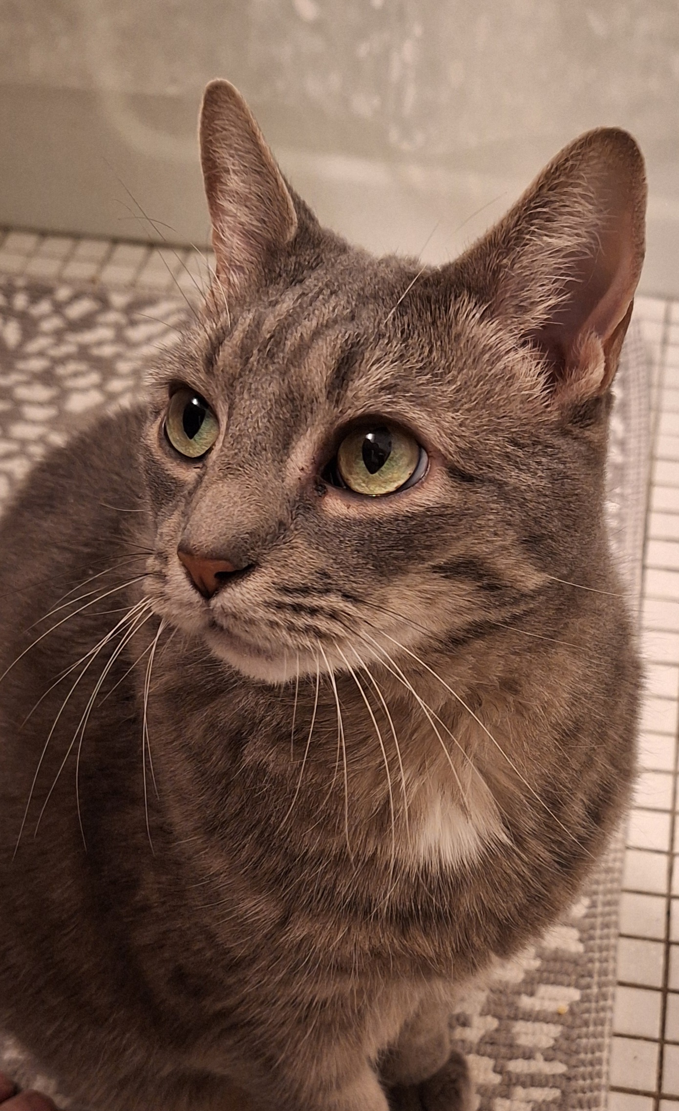 Buddy the Senior Kitten