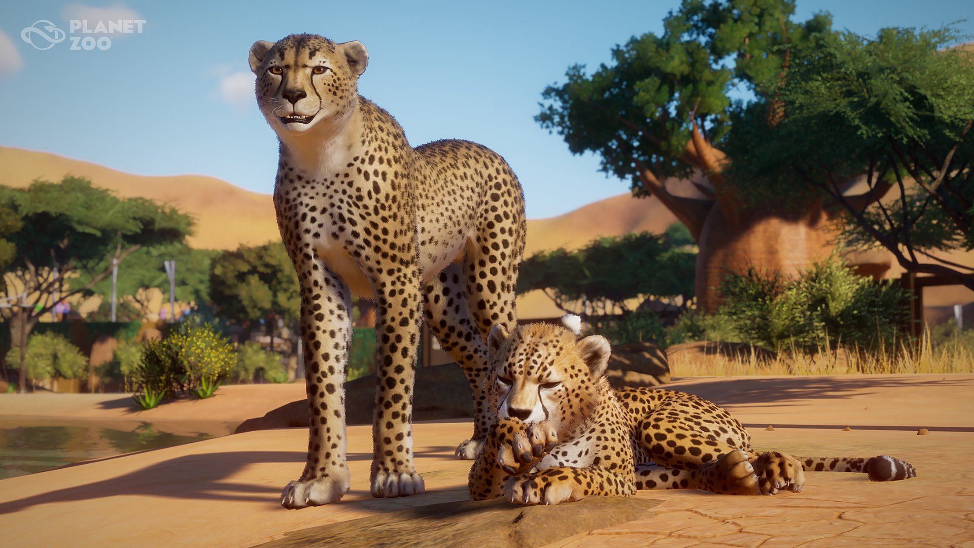 Cheetahs