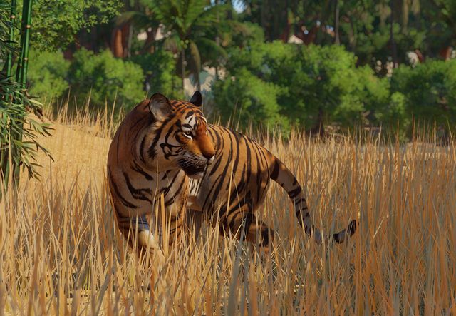 Bengal Tiger