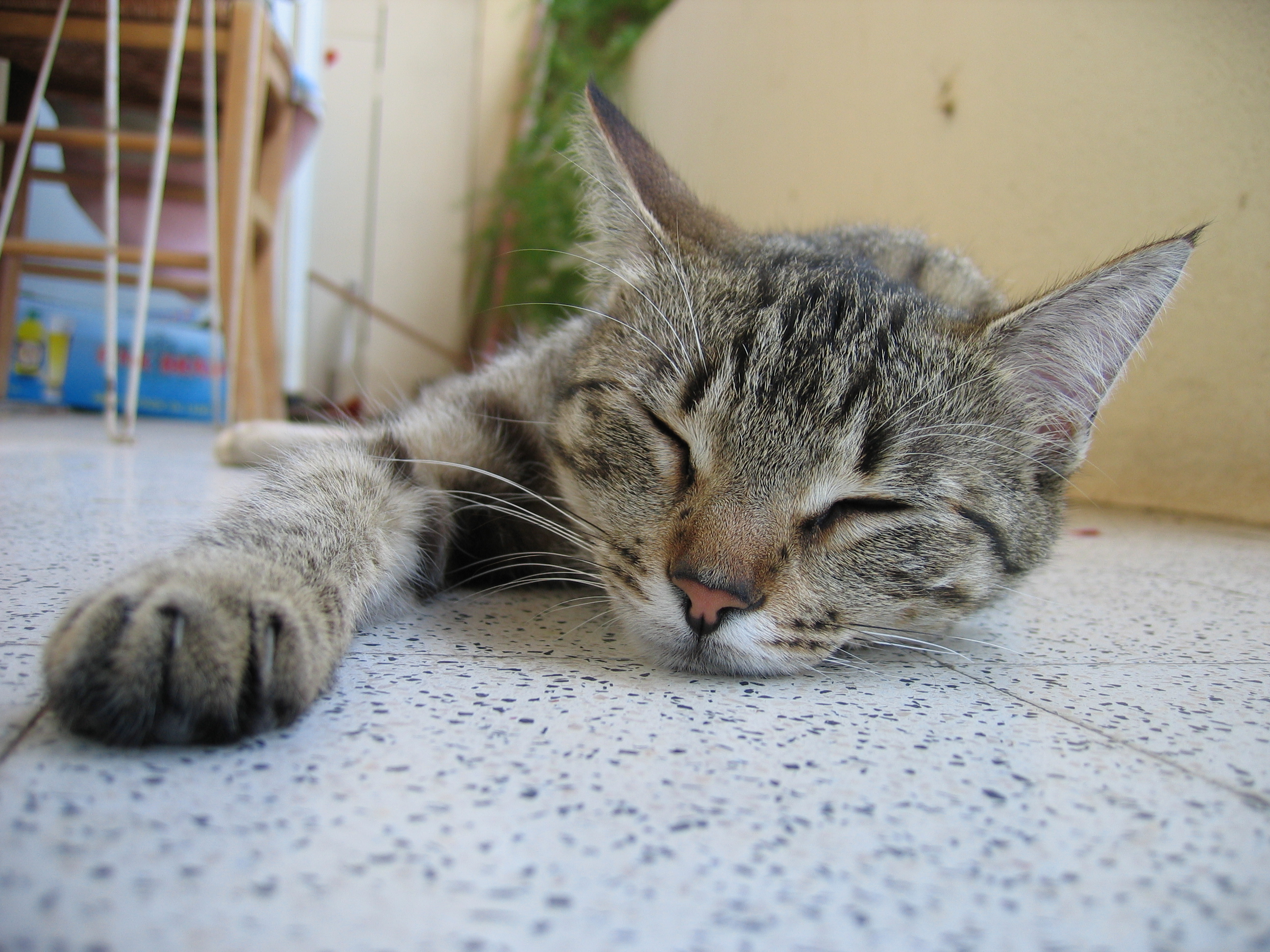Sleeping_cat